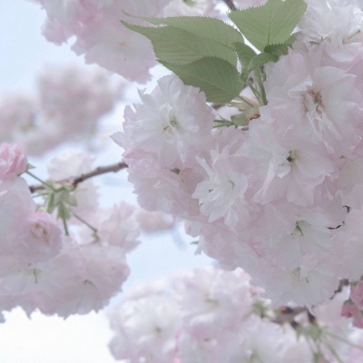 额敏福瑞交流群